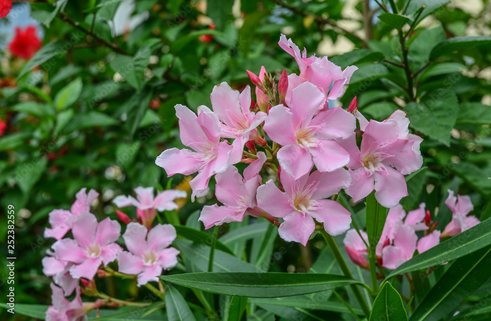 Nerium oleander flowers at sunny day