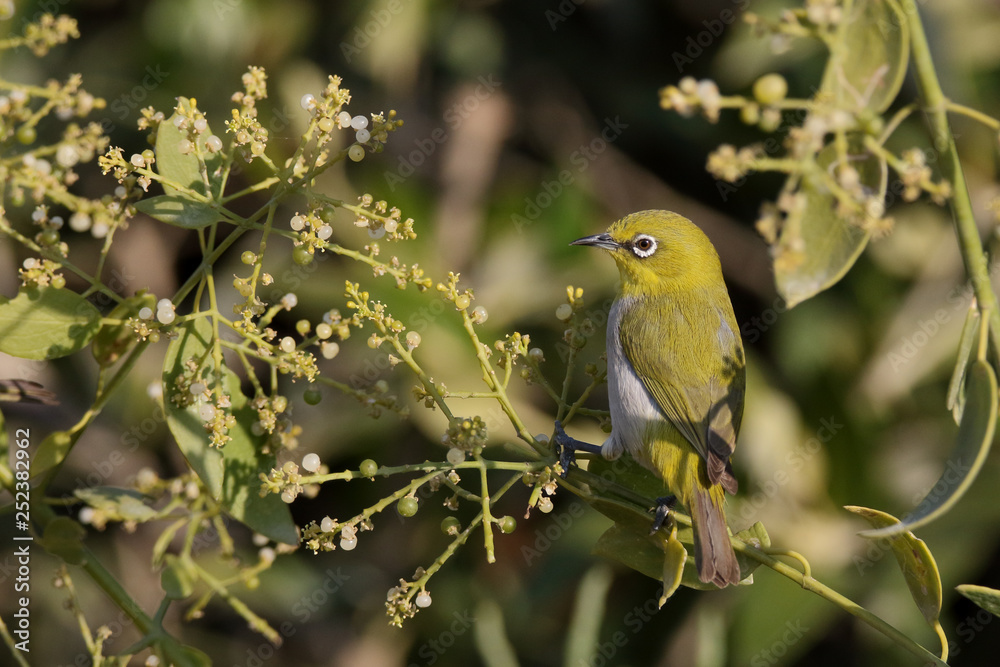 Oriental White Eye is a winter visitor. The enjoy jungle berries by the beach. This time there is a significant  increase in numbers.