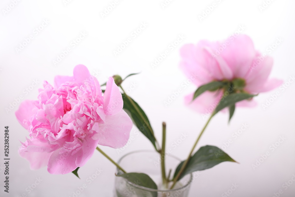 Peony 'Sorbet'  on a white background