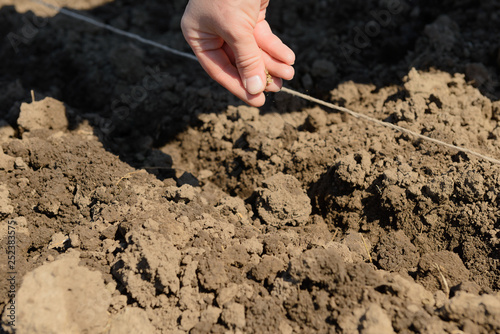 a human grain hand sows the soil with a tensioned thread