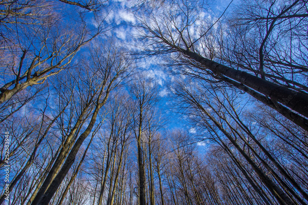 Obraz premium Trees point against the sky