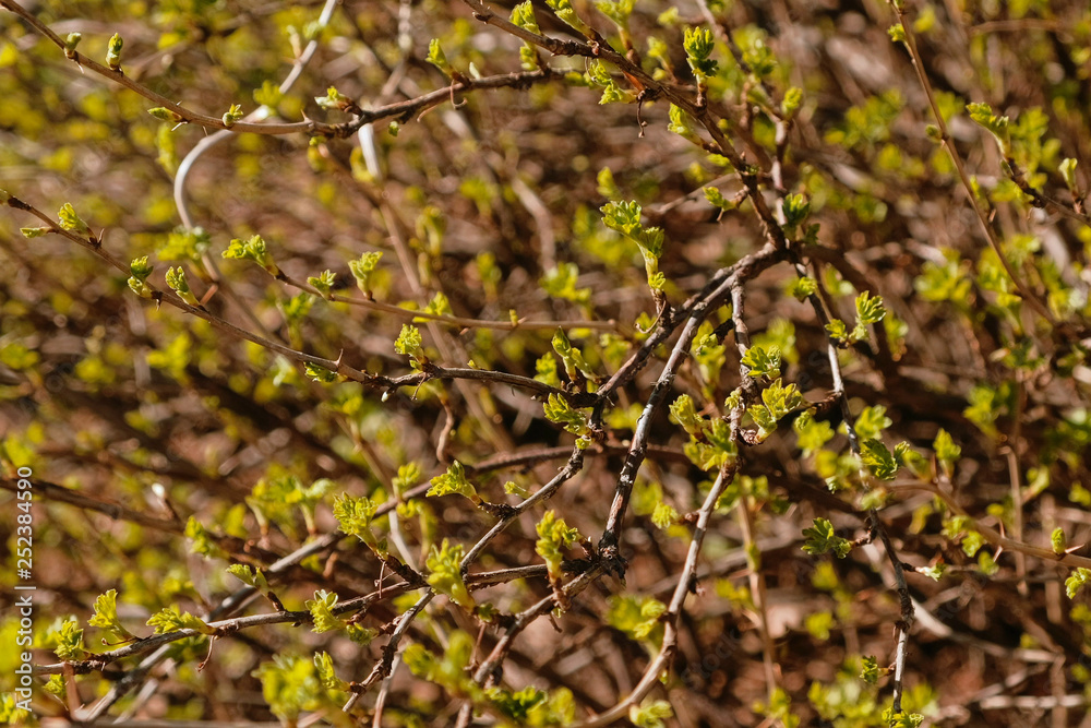 Leaves bloom on the branches of wild rose spring. Close - up of branches and leaves. Leaves bloom on the branches of wild rose spring. Close - up of branches and leaves.