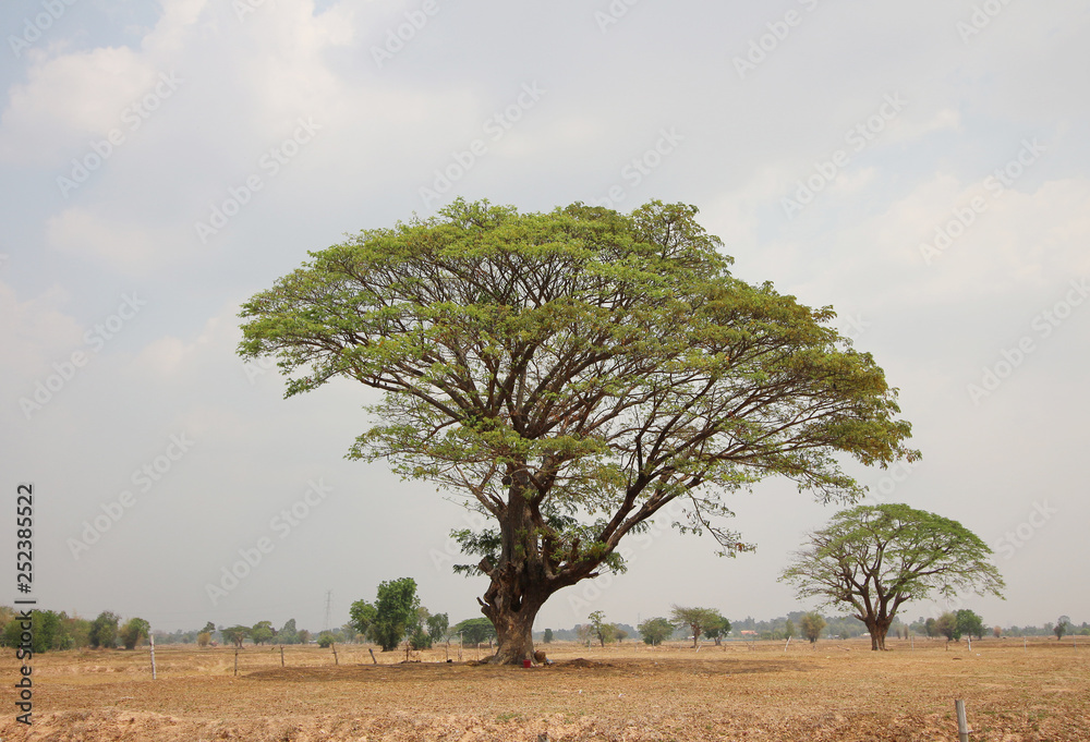 Obraz premium Big tree in summer