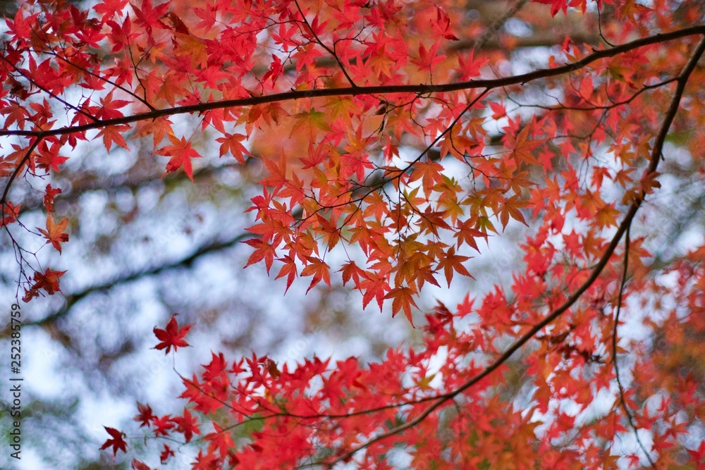 紅葉 紅葉