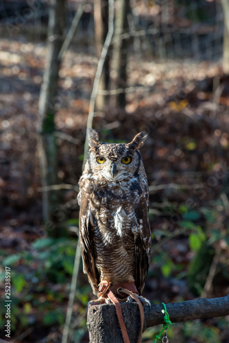Owl in the forest