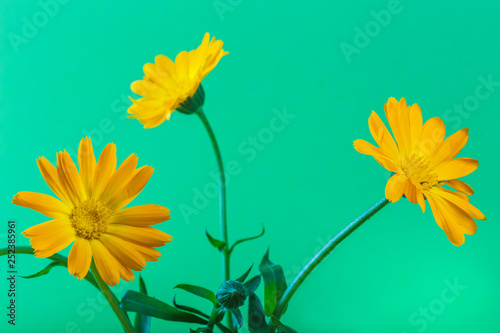 Beautiful and delicate calendula flowers on a colored background.