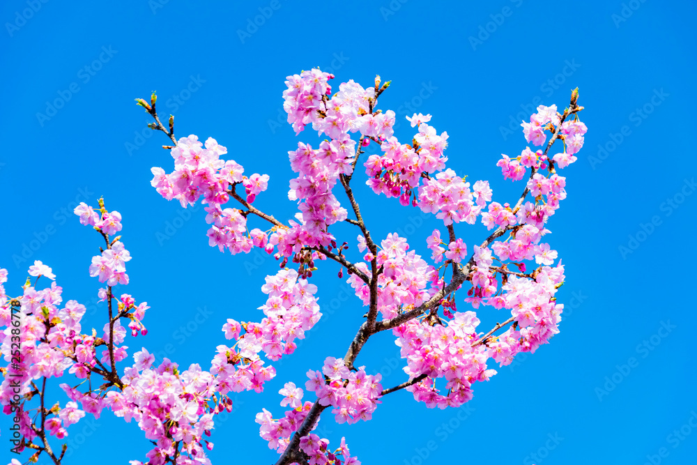 河津桜(頼朝桜)