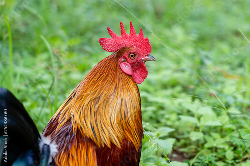 Portrait of a brown cock in the garden on a green background. Close-up © OlegD