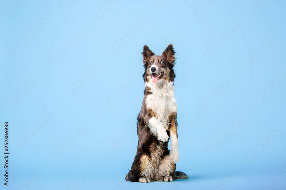 Border Collie dog in the photo studio on the blue background