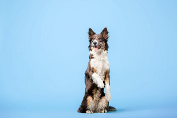 Border Collie dog in the photo studio on the blue background