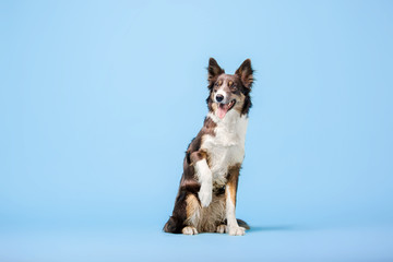Border Collie dog sitting on blue background