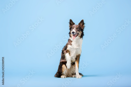 Obraz na plátne Border Collie dog sitting on blue background