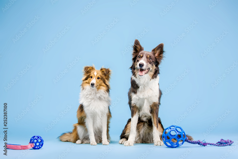 Border Collie dog and Shetland Sheepdog dog in the photo studio on the blue background