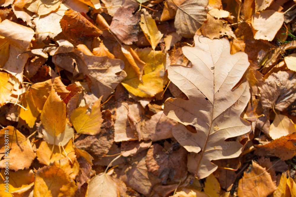 Red and Orange Autumn Leaves Background Red and Orange Autumn Leaves Background