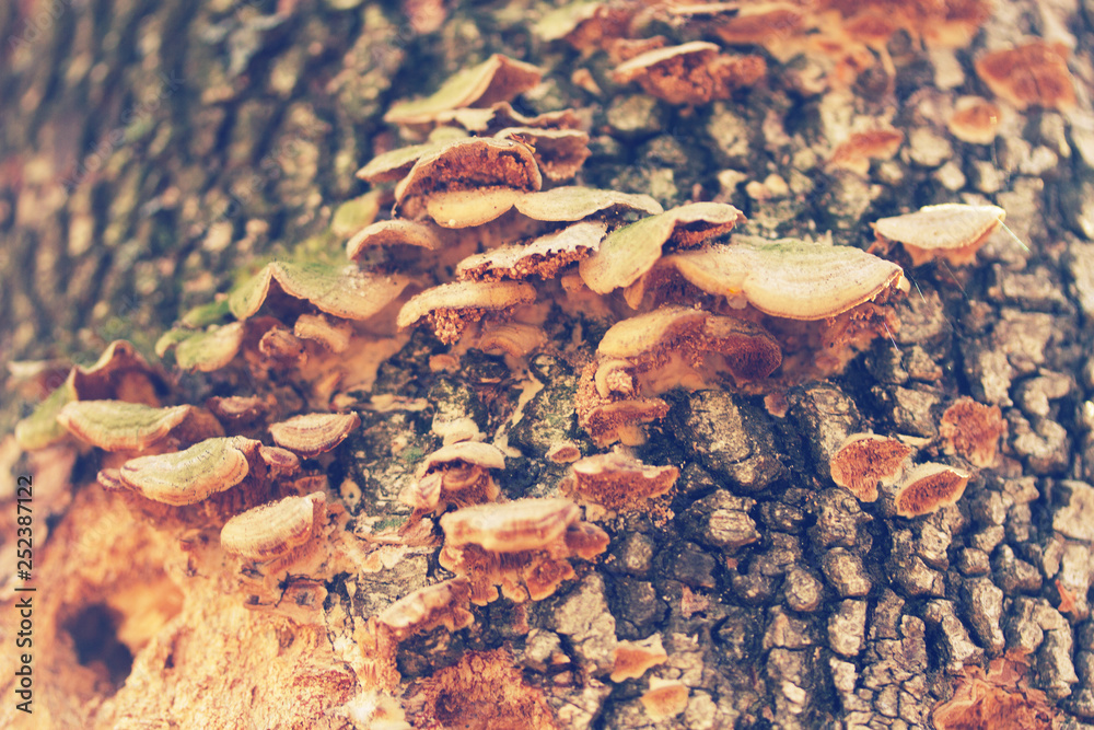 Obraz premium mushrooms or fungus on a tree