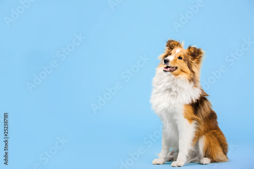 Photography Shetland Sheepdog dog in the photo studio on the blue background