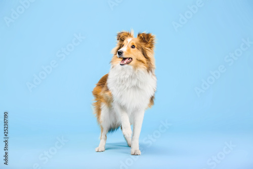 Canvas Print Shetland Sheepdog dog in the photo studio on the blue background