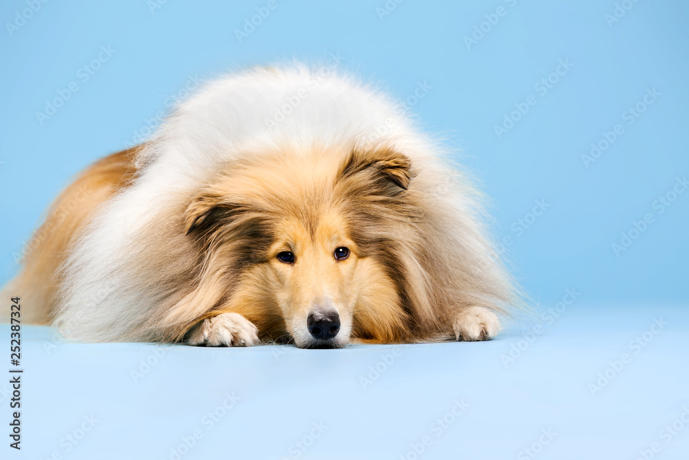 Cute Rough Collie dog on blue background Cute Rough Collie dog on blue background