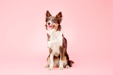 Border Collie dog in the photo studio on pink background. Cut out. Isolated