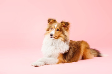 Shetland Sheepdog dog in the photo studio on pink background