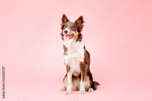 Wall Mural Border Collie dog in the photo studio on pink background