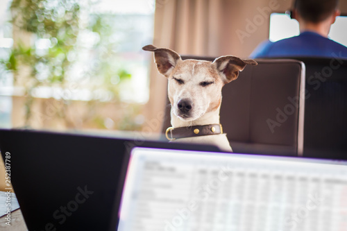 boss management dogs in office © Javier brosch