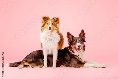 Canvas Print Border Collie dog and Shetland Sheepdog dog in the photo studio on pink backgrou
