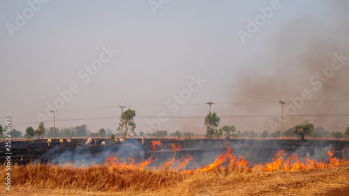 Farmers are burning rice stubble in the rice fields. © ParinPIX