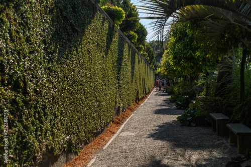 Long path surrounded by a green wall and different types of trees and palms in an Italian garden in a sunny summer day