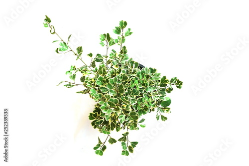 Top view of green house plant isolated on white background