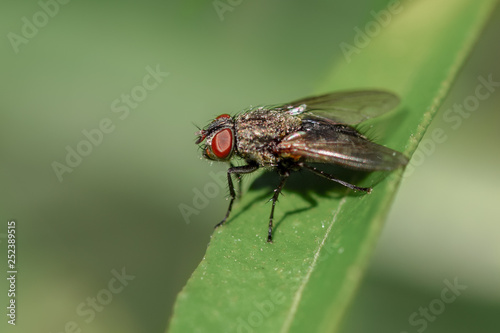 Fly on a leaf macro close-up