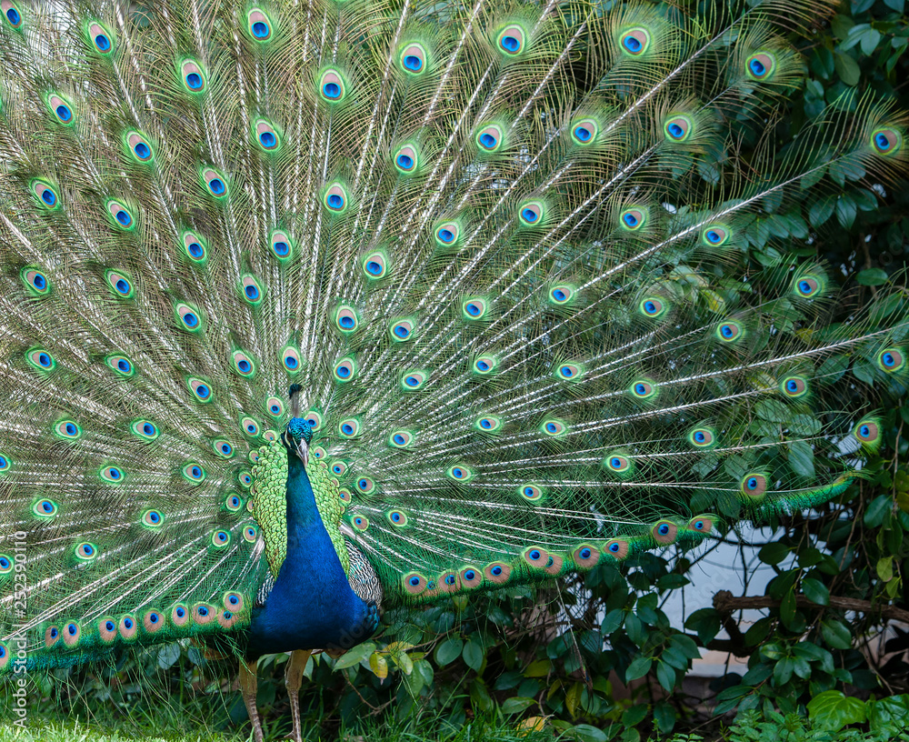 Obraz premium Indian Peacock or Blue Peacock, ( Pavo cristatus ), facing camera showing upright feathers in a fan and ready for courship