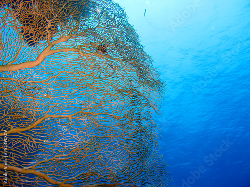 Niesamowity podwodny świat Morza Czerwonego.
