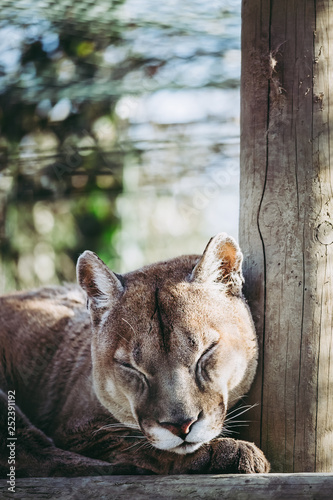 Puma en train de dormir