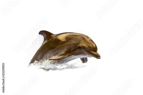 Jumping wild speedy bottlenose dolphin.  Swimming animal at white background (no isolated ). photo