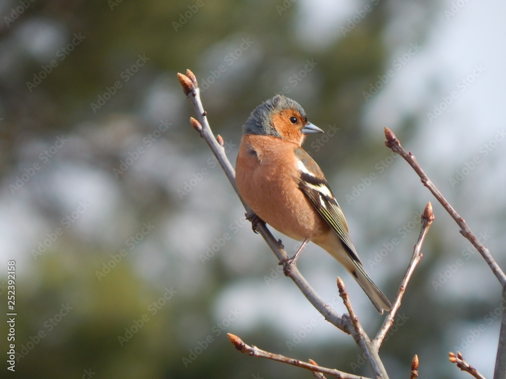 Chaffinch on branch (Minsk, Belarus) Chaffinch on branch (Minsk, Belarus)