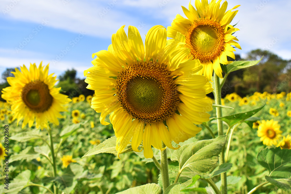 field of sunflowers and blue sky