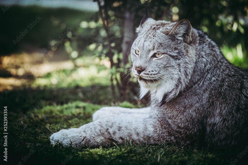 Fototapeta premium Lynx du Canada