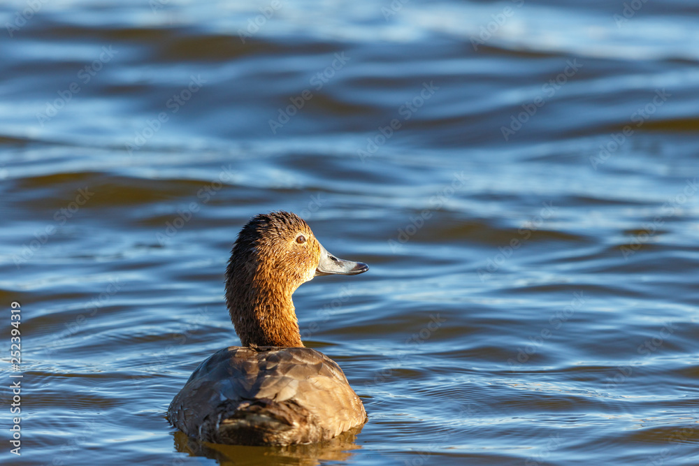 Common Pochard female looking aside Common Pochard female looking aside