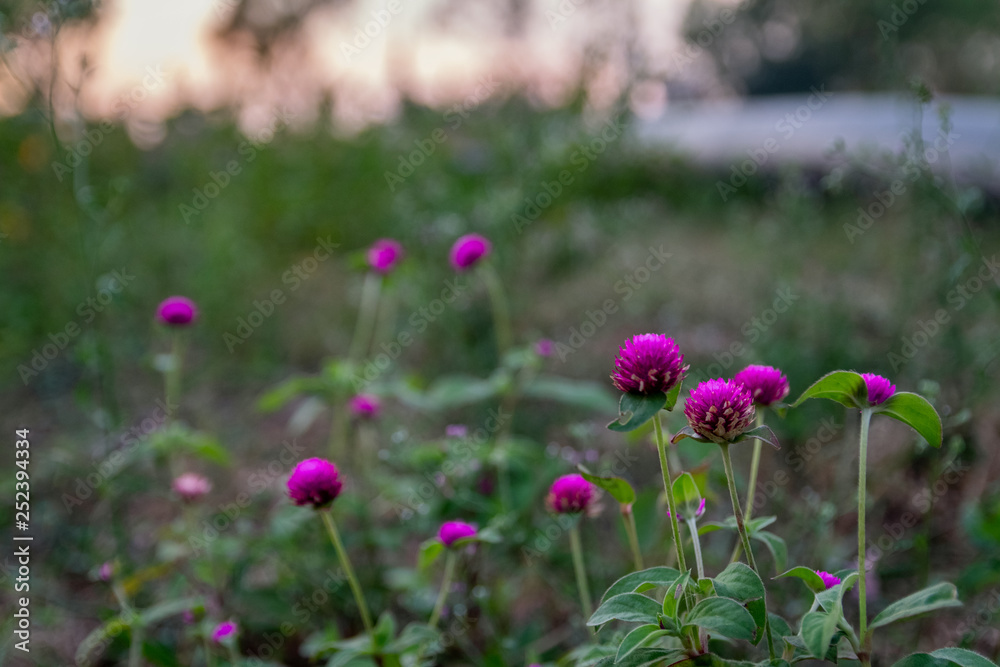 Purple Amaranth flowers. Purple Amaranth flowers.