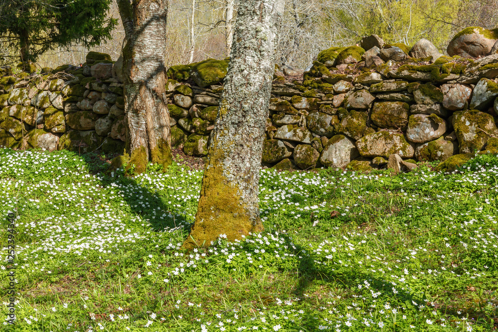 Flowering Wood anemone flowers at a stone wall Flowering Wood anemone flowers at a stone wall