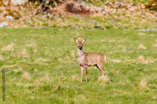 Roebuck on a grass meadow looking at the camera