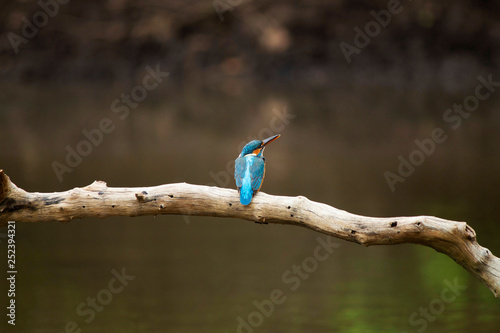 Common kingfisher  Alcedo atthis sitting on a branch  Maharashtra  India.