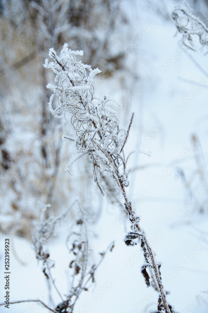 Dry flower of fireweed (Chamerion angustifolium) in winter Dry flower of fireweed (Chamerion angustifolium) in winter