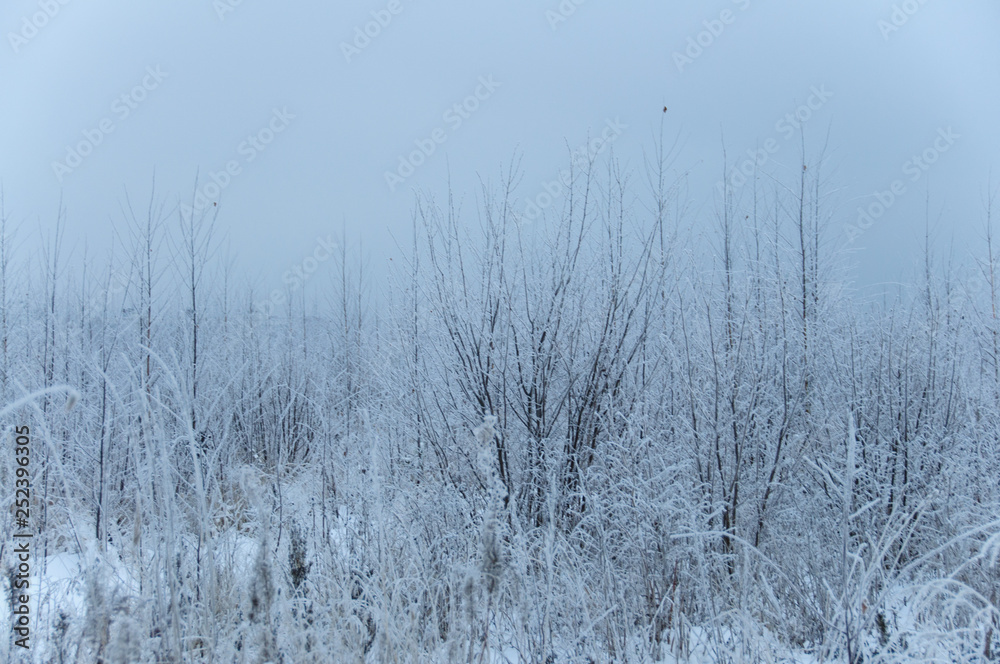 Landscape in winter at sunset. Grass covered snow Landscape in winter at sunset. Grass covered snow
