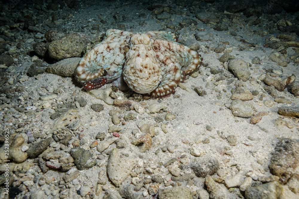 Octopus at the Maldives