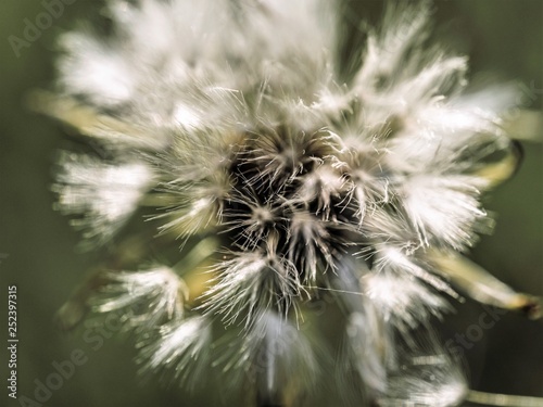 closeup of dandelion on black background