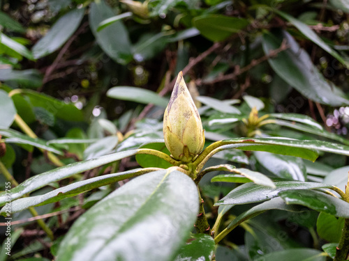 Bud and leaves