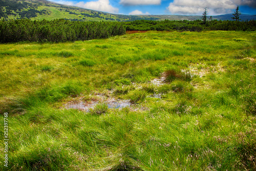 Moss in Giant mountains in National park in Czech republic. photo