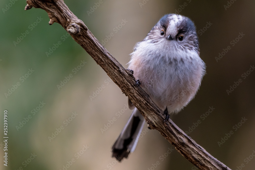 Naklejka premium DSC6151